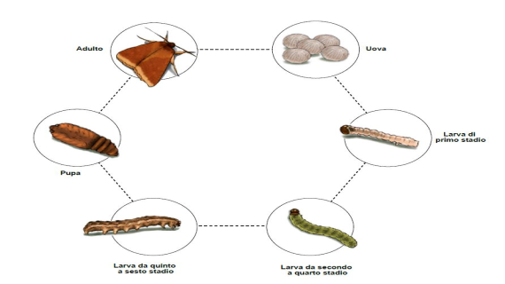 lepidotteri