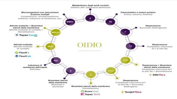 oidio