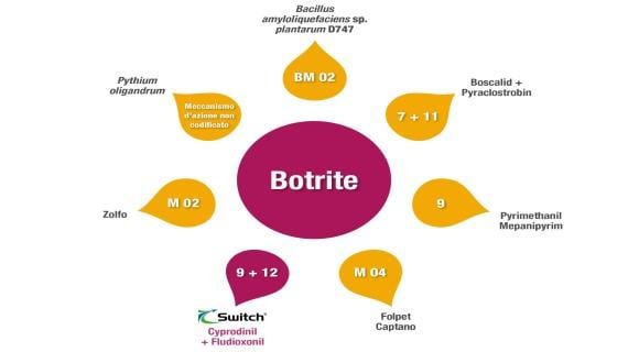 botrite