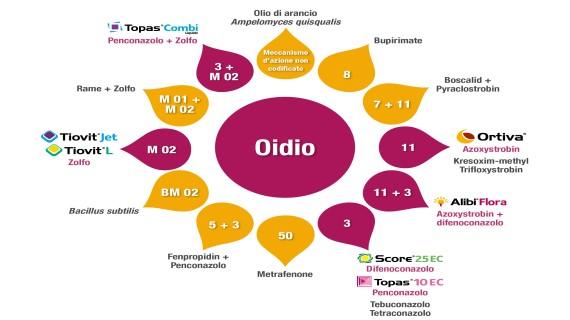 oidio