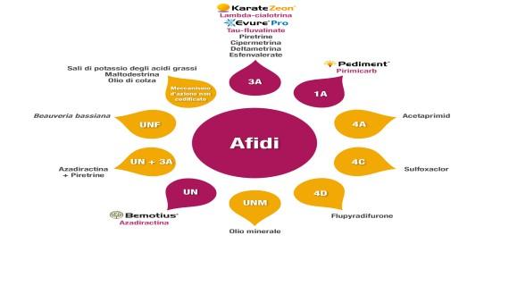 afidi