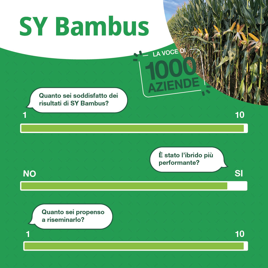 bambus survey
