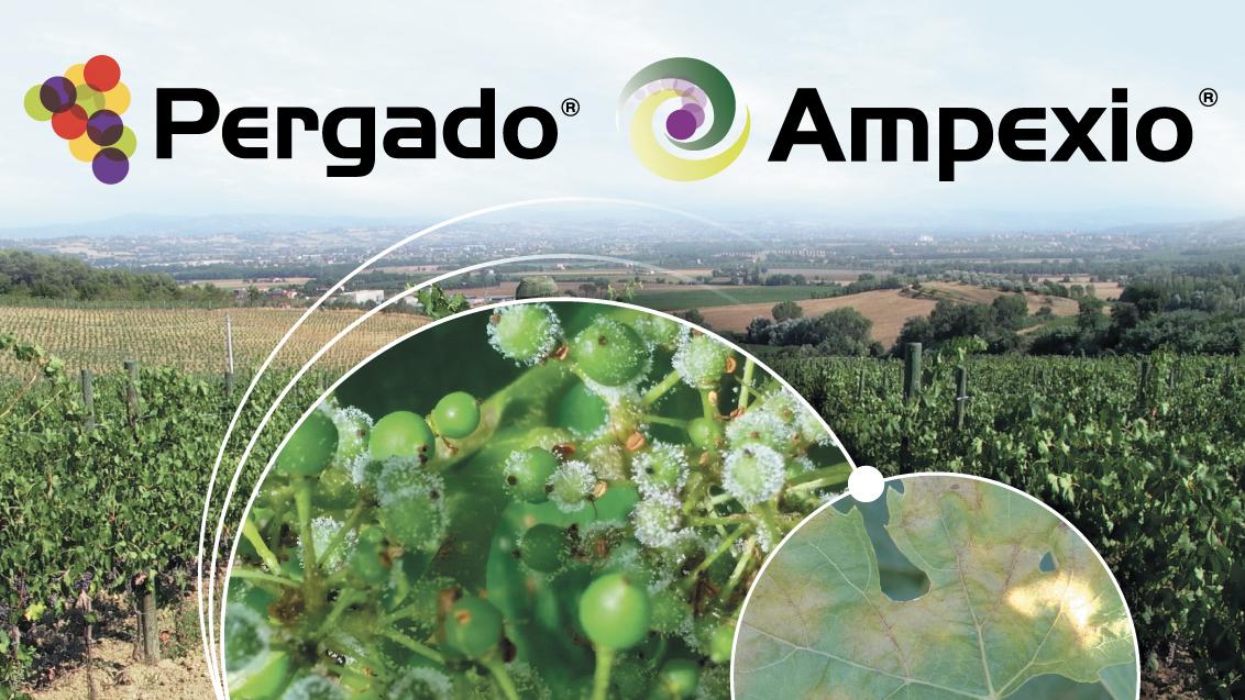 peronospora soluzioni syngenta 