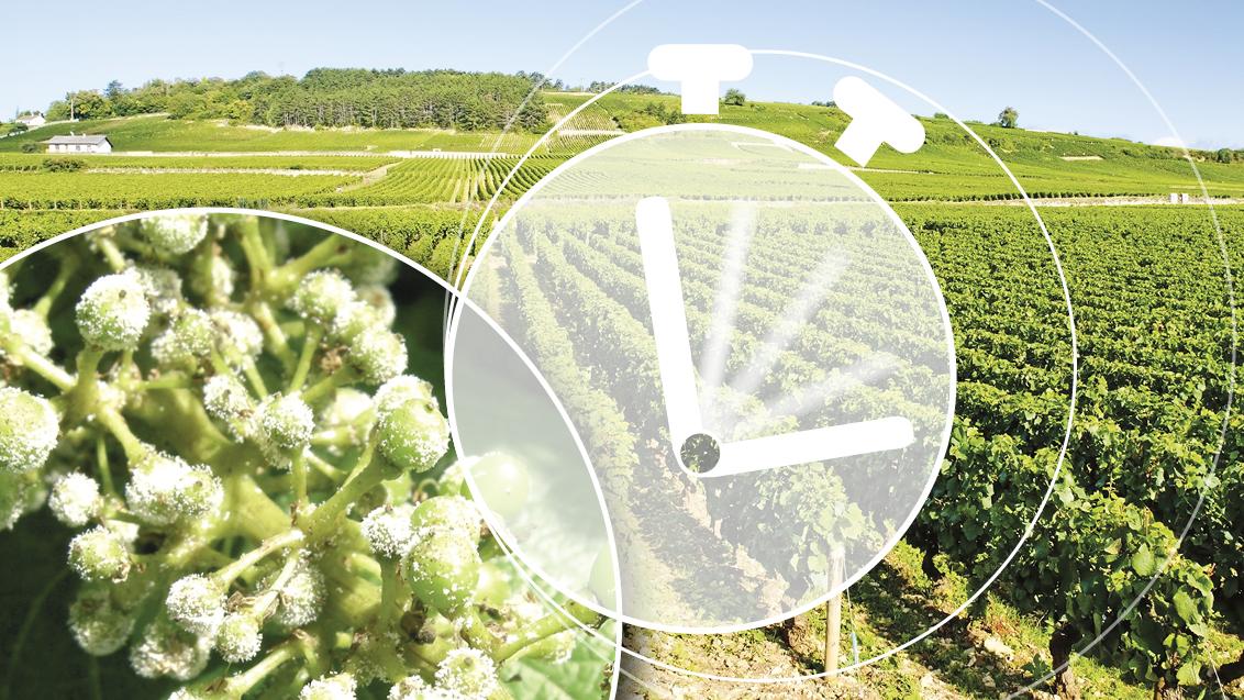 peronospora vite soluzioni syngenta