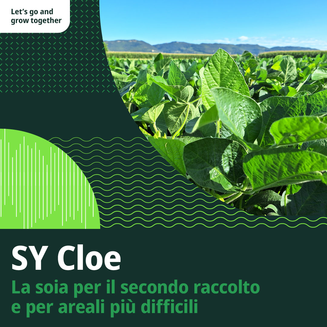 SY Cloe: secondi raccolti soia