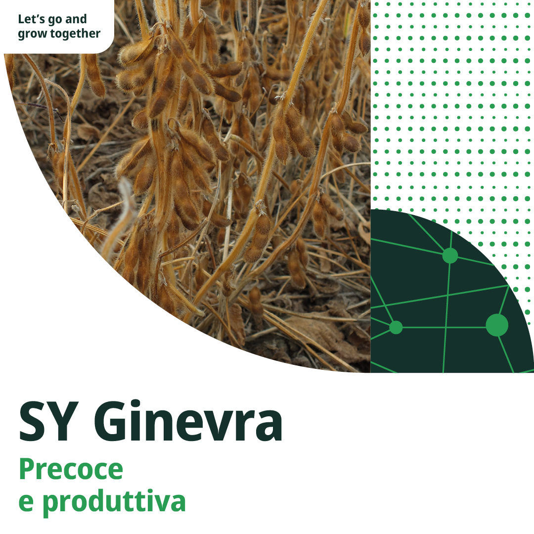 SY Ginevra: Precoce e Produttiva