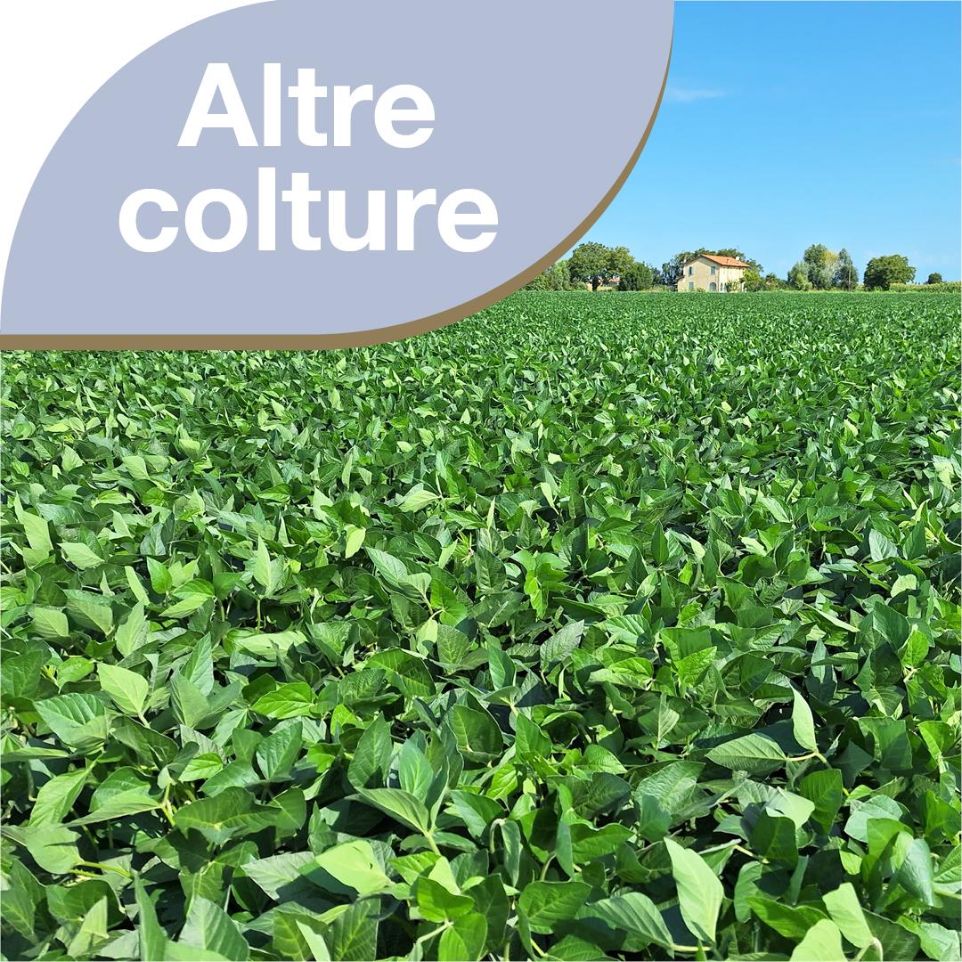 Altre colture 2025