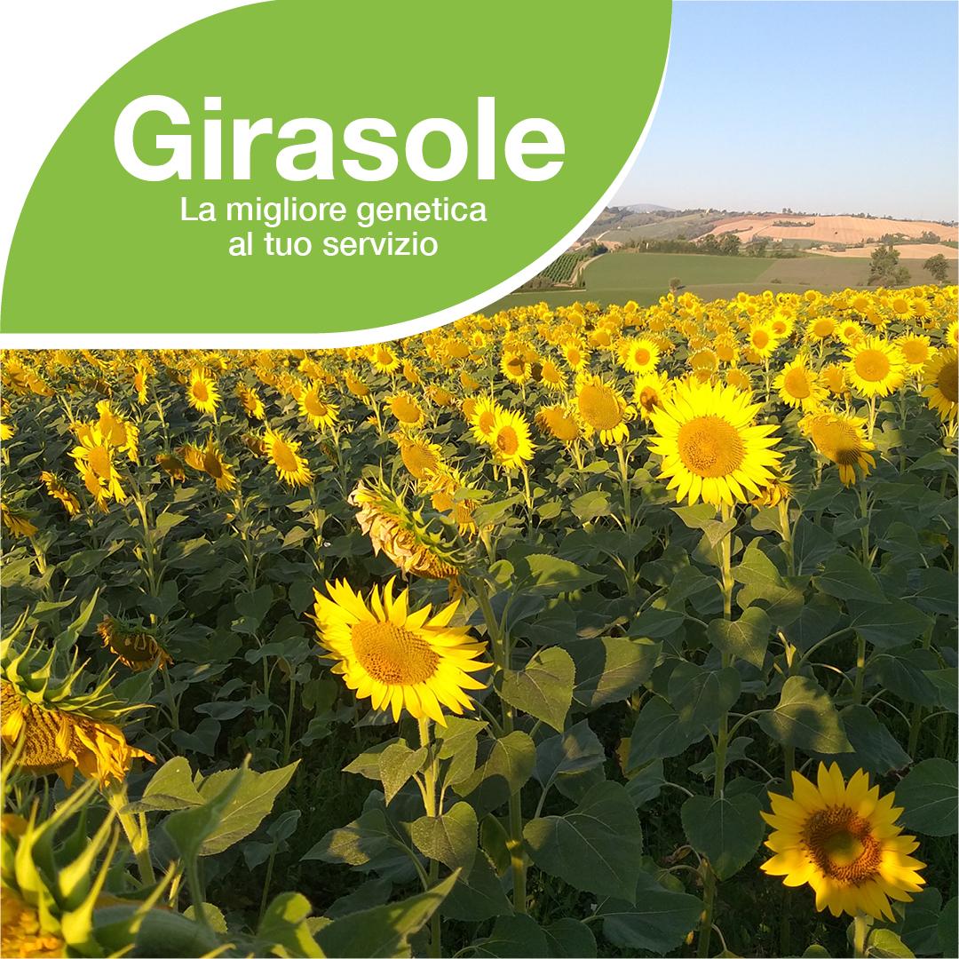 Girasole 2025