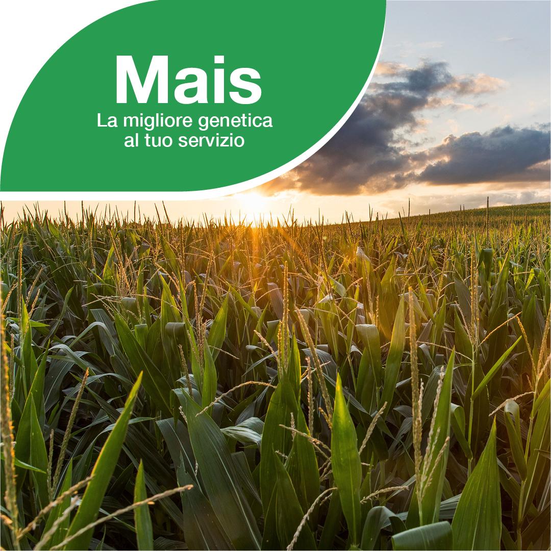 Mais 2025