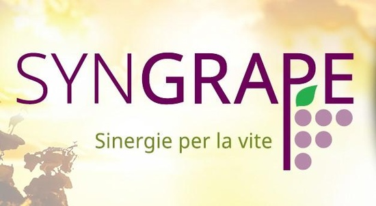 landing syngrape 550x302