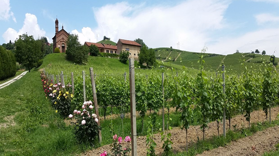 Vigneto in campagna con fiori e chiesa sullo sfondo, cielo azzurro con nuvole