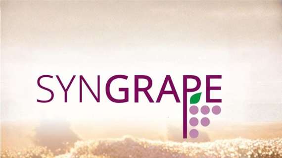 Logo SYNGRARE viola con grappolo d’uva stilizzato su sfondo chiaro
