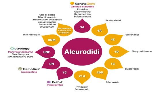aleurodidi