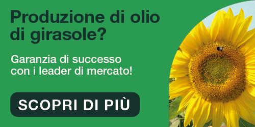 girasole syngenta 