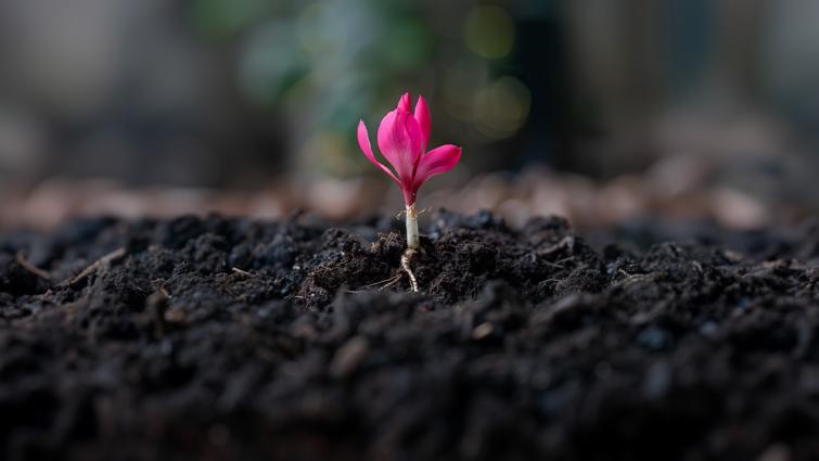 flower