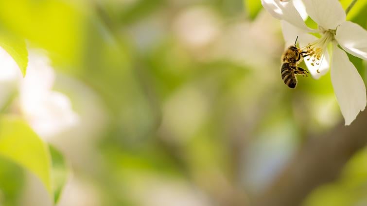 bee