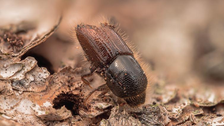 1024_x_576_ips_typhographus_adult_bark_beetle.jpg