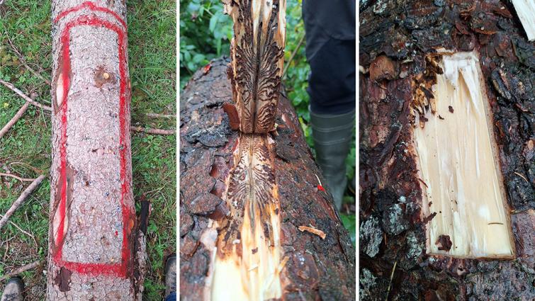 1024_x_576_lanzarta_bark_beetle_trial_-_untreated_vs_treated.jpg