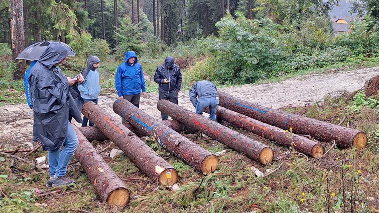 1024_x_576_lanzarta_bark_beetle_trial_assessment.jpg
