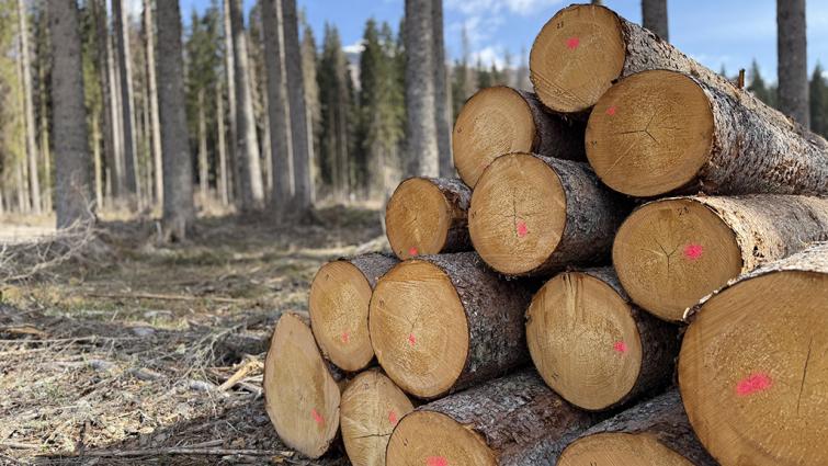 1024_x_576_saw_log_pile_for_lanzarta_trial.jpg