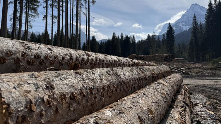 1024_x_576_saw_log_pile_for_lanzarta_trial_3.jpg
