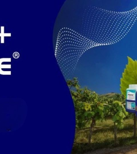 Grafica con logo Romeo+Vitaseve, campo e trattore, trofeo e strada verso l’orizzonte