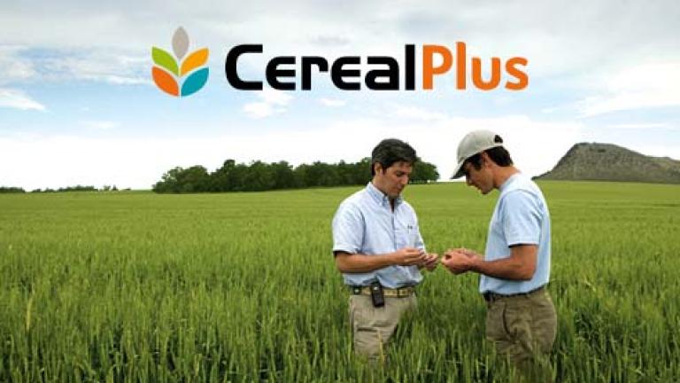 02 cereali a paglia 492x278