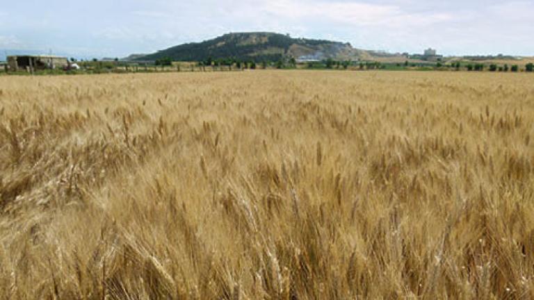 04 frumento duro 492x278