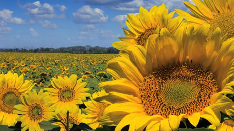 11 girasole 492x278