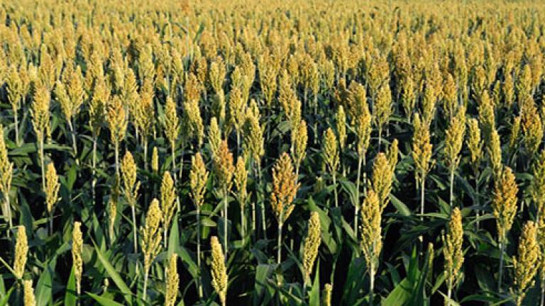 13 sorgo 492x278