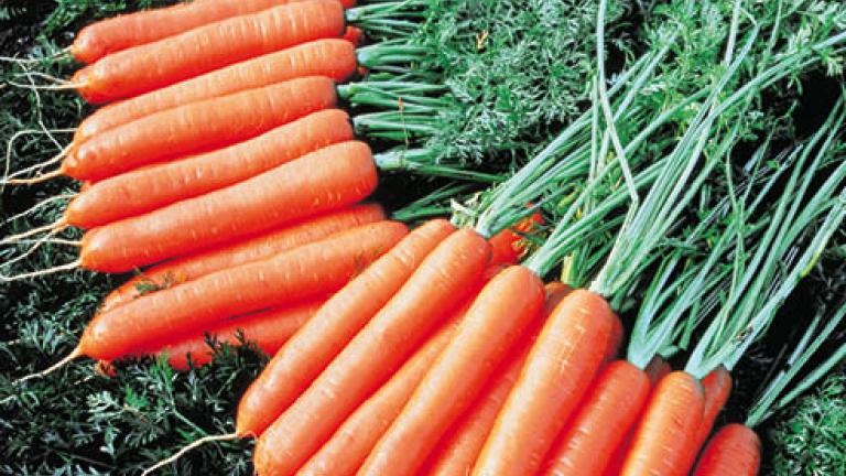 22 carota 492x278
