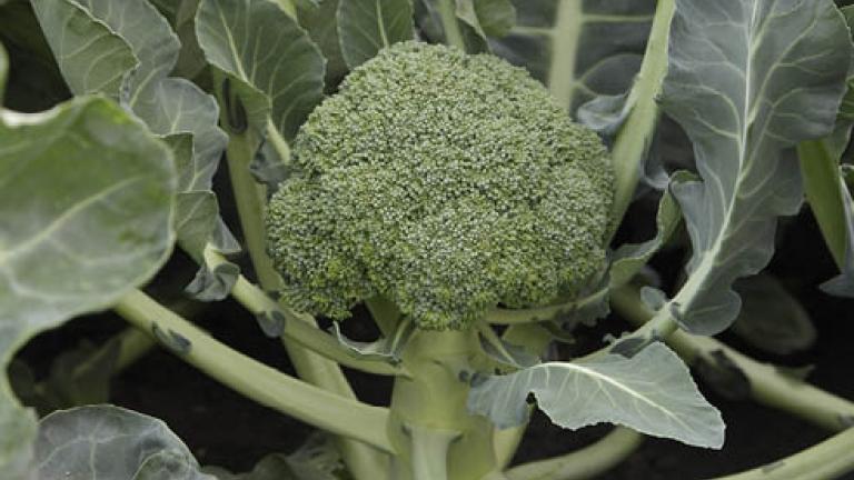 23 cavolo broccolo 492x278