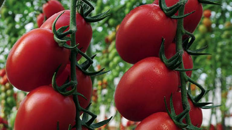 41 pomodoro mercato fresco 492x278