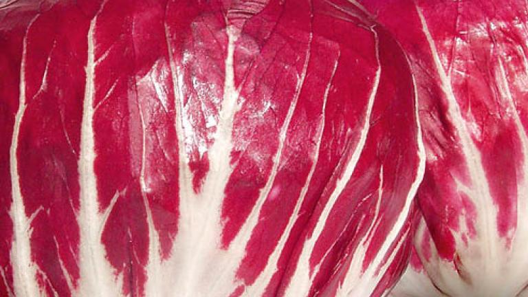 42 radicchio 492x278