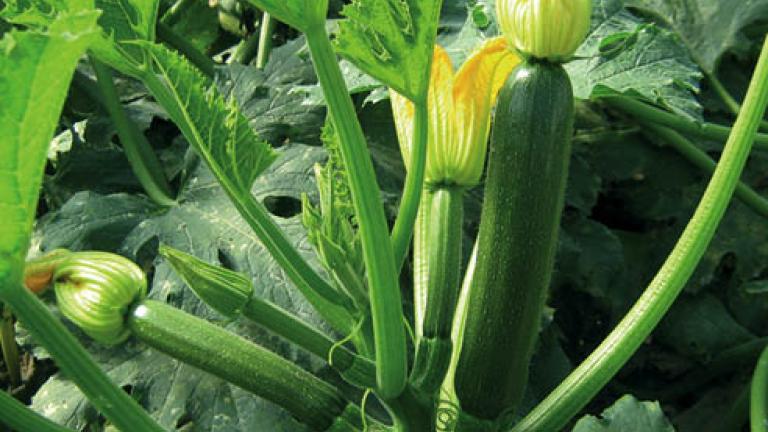 47 zucchino 492x278