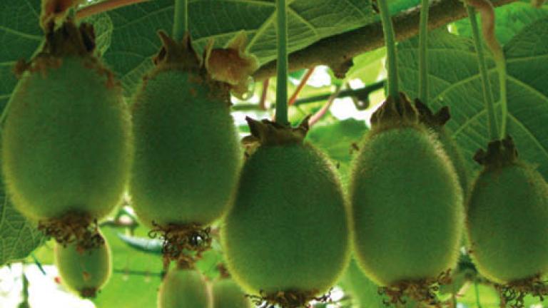 49 actinidia 492x278