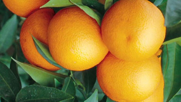 51 arancio 492x278