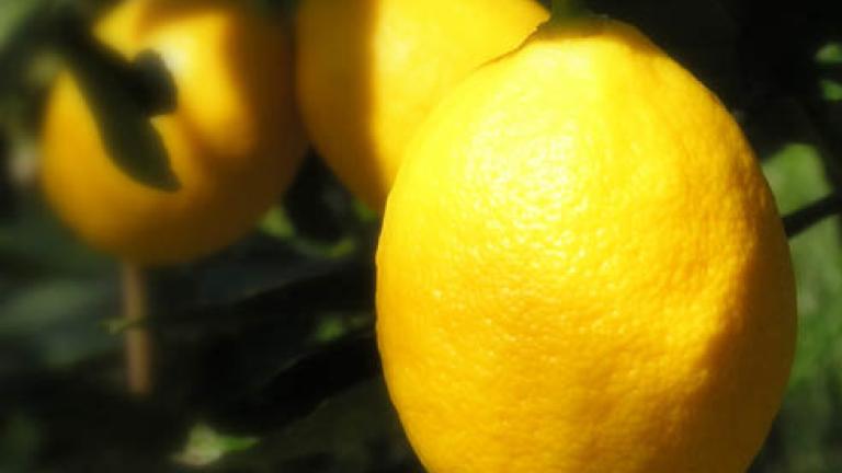 56 limone 492x278