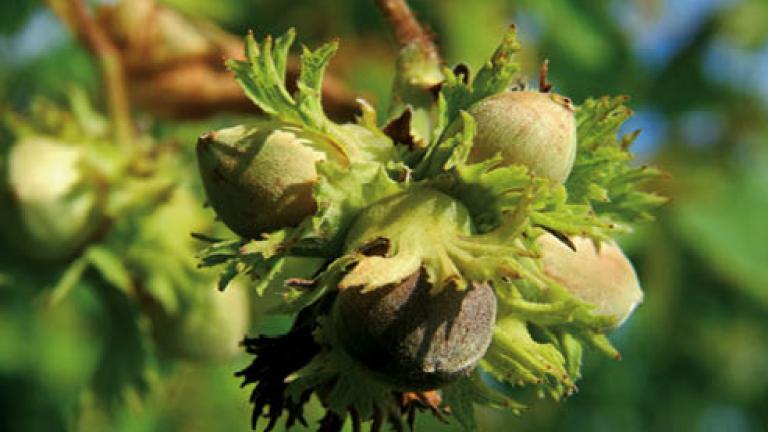 60 nocciolo 492x278