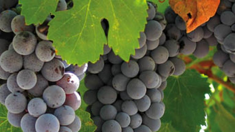 67 vite vino 550x194