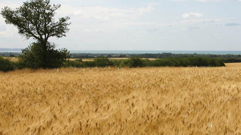 cereali paglia 492x278