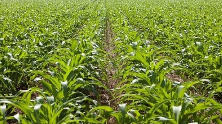 corn image