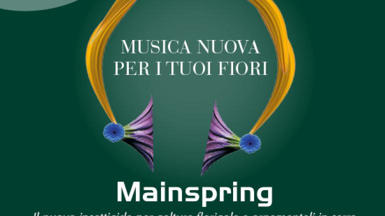 mainspring 550x432