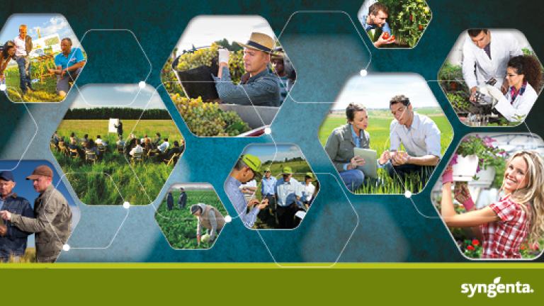 imm sito syngenta 550x294 v022
