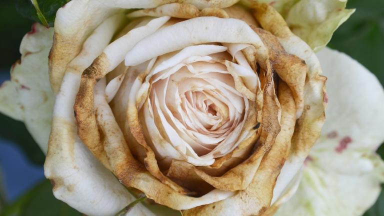 rosa botrite