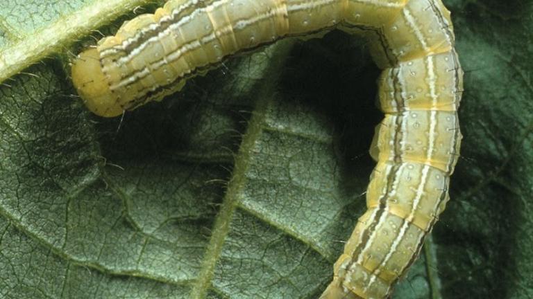 lepidotteri