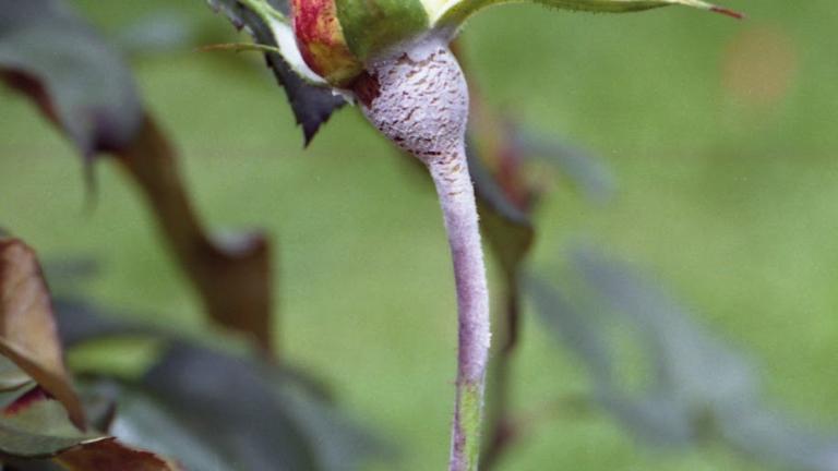 peronospora