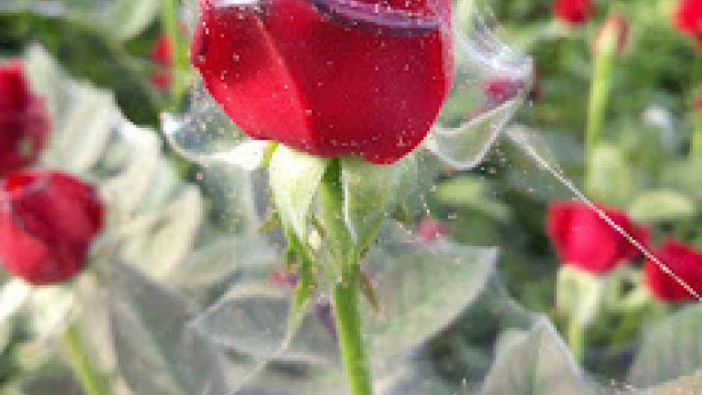 ragnetto rosso