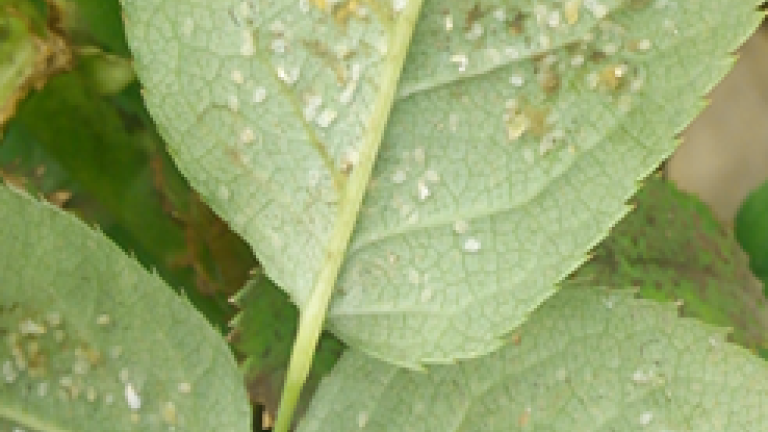 mosca bianca