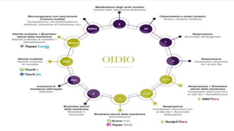 oidio